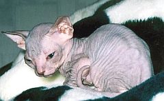 sphynx4