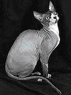 sphynx canad