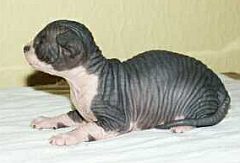 sphynx canad1