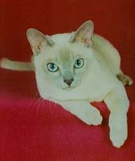 tonkinese2