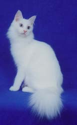 angora