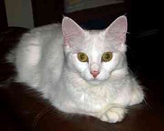 turkish angora1