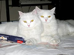 turkish angora2