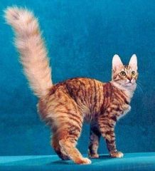 turkish angora3