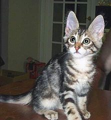 turkish angora4