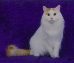 turkish van1