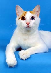 turkish van2