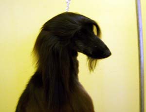 afghandhound fleming