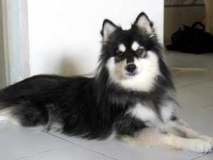 alaskankleekai ang
