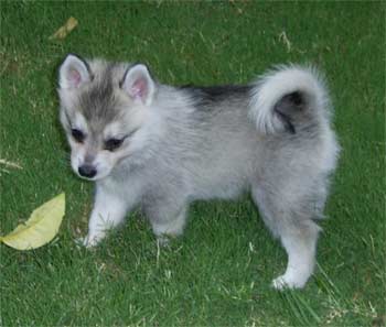 alaskankleekia billy