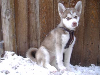 alaskankleekia scottr