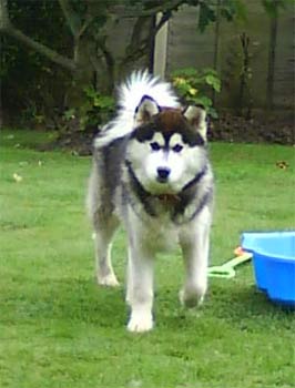 alaskanmalamute akmal