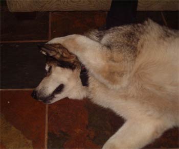 alaskanmalamute jones