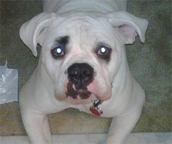 americanbulldog collins