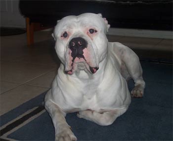 americanbulldog kotch2