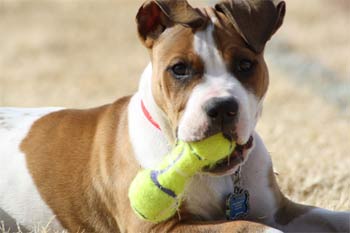 americanbulldog rago2