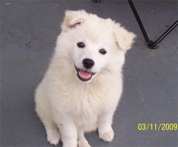 americaneskimo romano