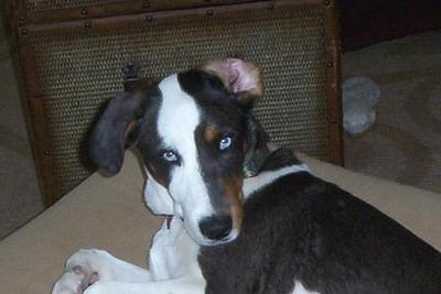 americanfoxhound susanne