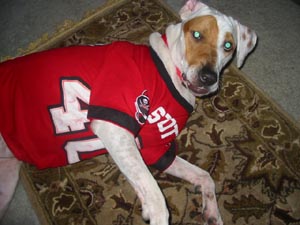 americanfoxhound vick