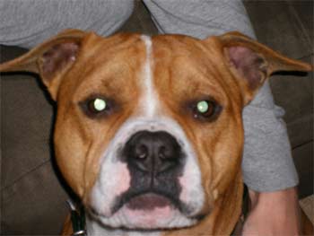 americanpitbullterrier glodoski
