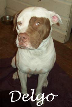 americanpitbullterrier kelly
