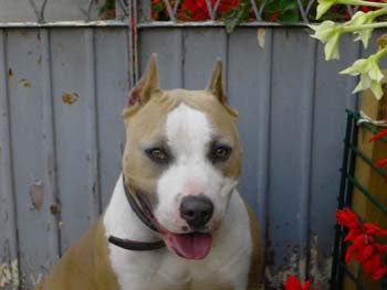 americanstaffordshireterrier nenad