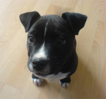 americanstaffordshireterrier reilly2