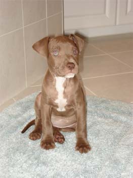 americanstaffordshireterrier riley2