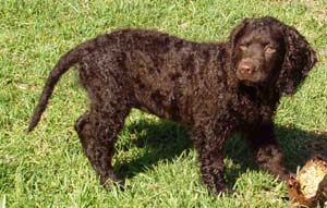 americanwaterspaniel ford