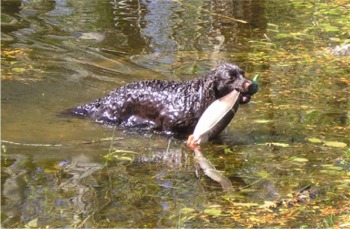 americanwaterspaniel schnabel1