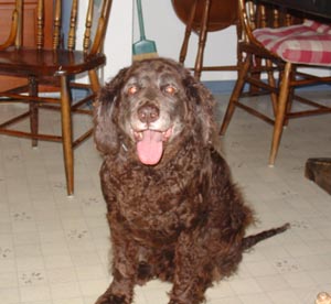 americanwaterspaniel shibley