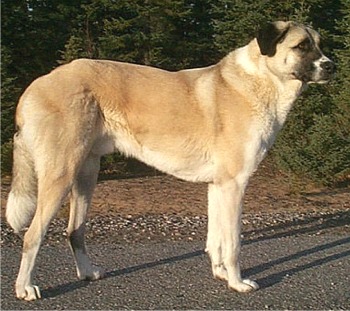anatolianshepherd boland