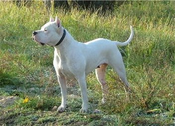 argentinedogo sanagnes