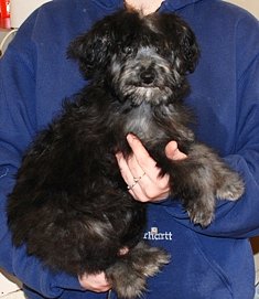 aussiedoodle nancy