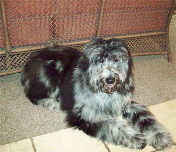 aussiedoodle osborn