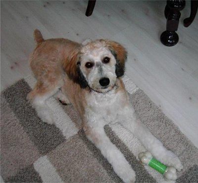 aussiedoodle rutherford