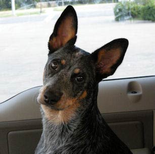 australiancattledog betts