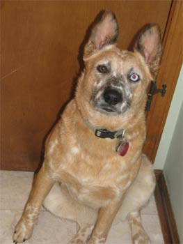 australiancattledog white