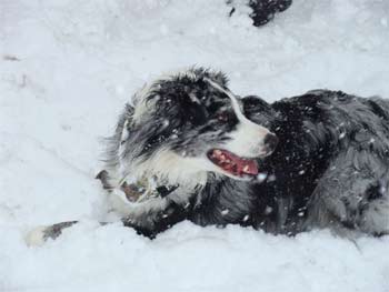 australianshepherd butts