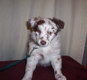 australianshepherd garcia1