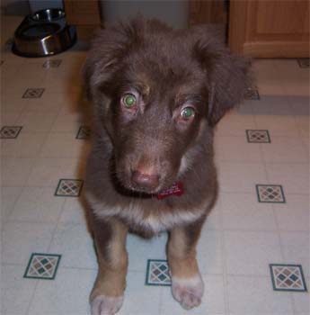 australianshepherd parker2