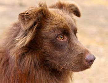 australianshepherd ray