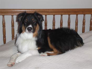 australianshepherd yudzentis