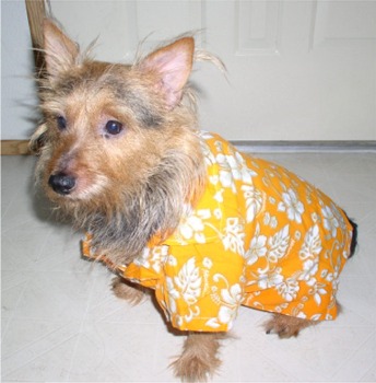 australianterrier honn
