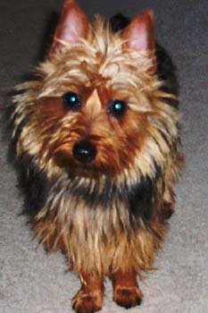 australianterrier mankowski