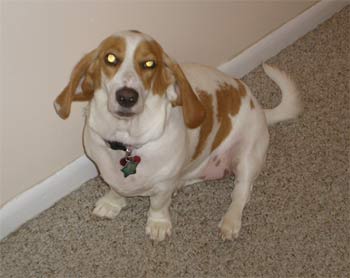 baglehound fox