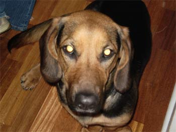 baglehound morris2