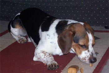 baglehound the