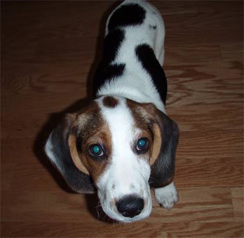 beglehound cotter
