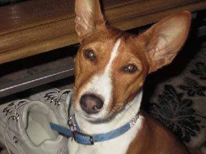 basenji april